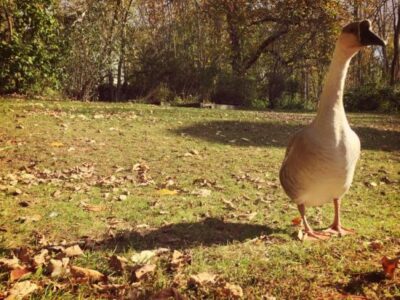 Goose Breeds for Your Farm Image